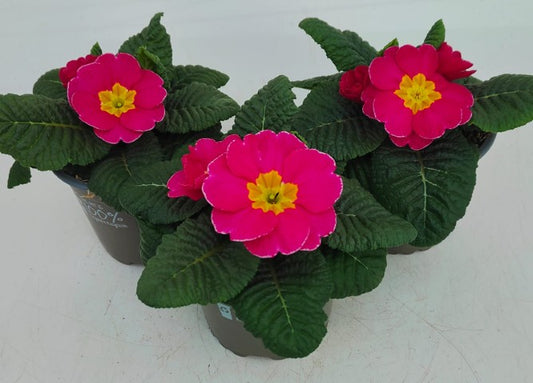 x3 Primula Primrose Luxor Rose 10.5cm