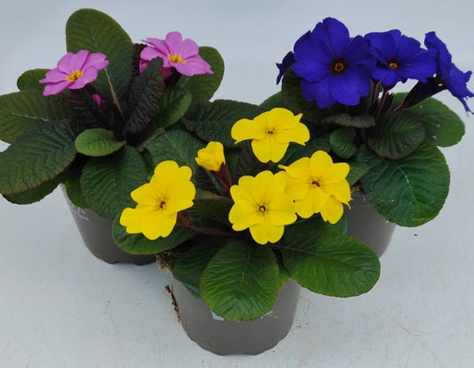 x3 Primula Primrose Obsidian Mix 10.5cm