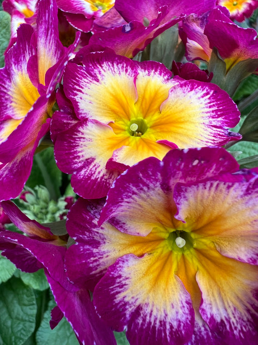x1 Primula Polyanthus Calypso 19cm/3Litre