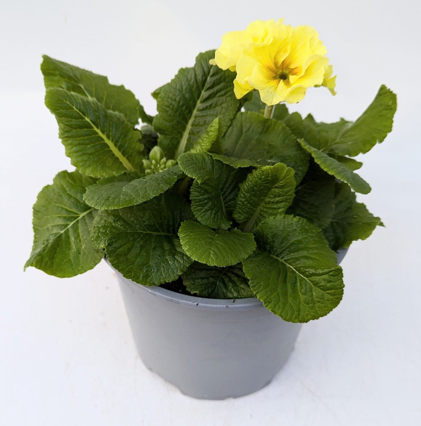 x1 Primula Polyanthus Showstopper Cream 19cm/3Litre