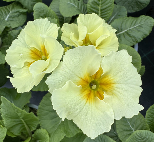 x1 Primula Polyanthus Showstopper Cream 19cm/3Litre