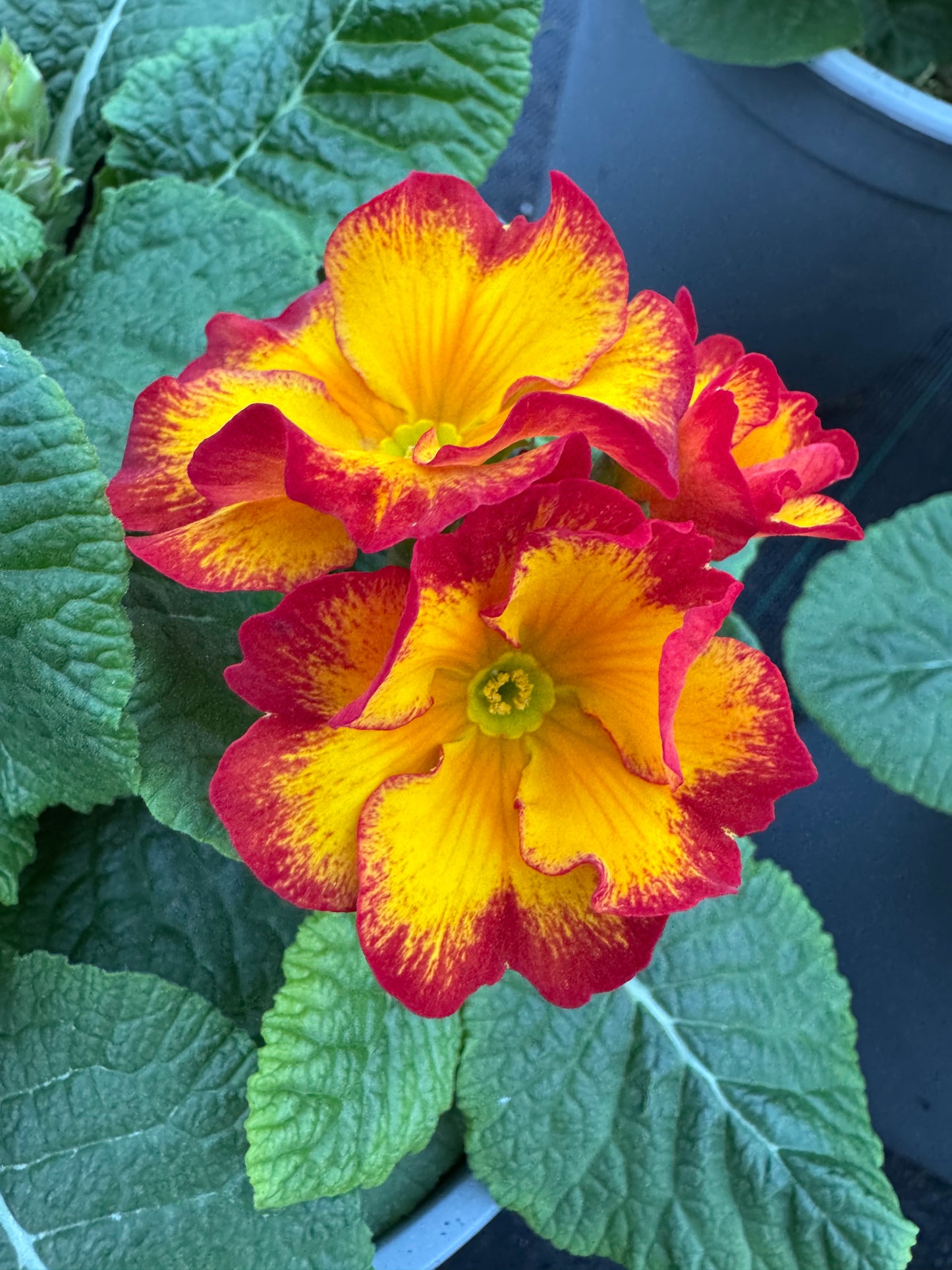 x1 Primula Polyanthus Firedragon 19cm/3Litre
