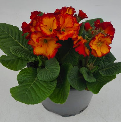 x1 Primula Polyanthus Firedragon 19cm/3Litre