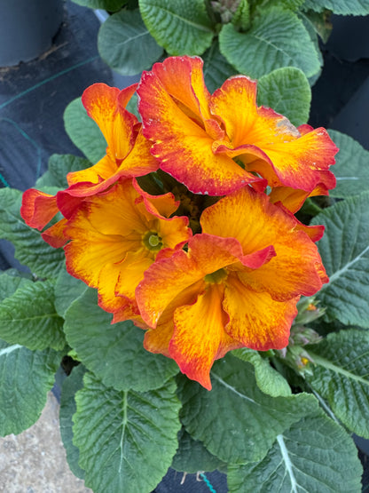 x1 Primula Polyanthus Firedragon 19cm/3Litre