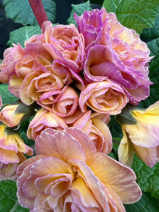 x1 Primula Polyanthus Pretty Polly Blushing Peach - 17cm/2Litre