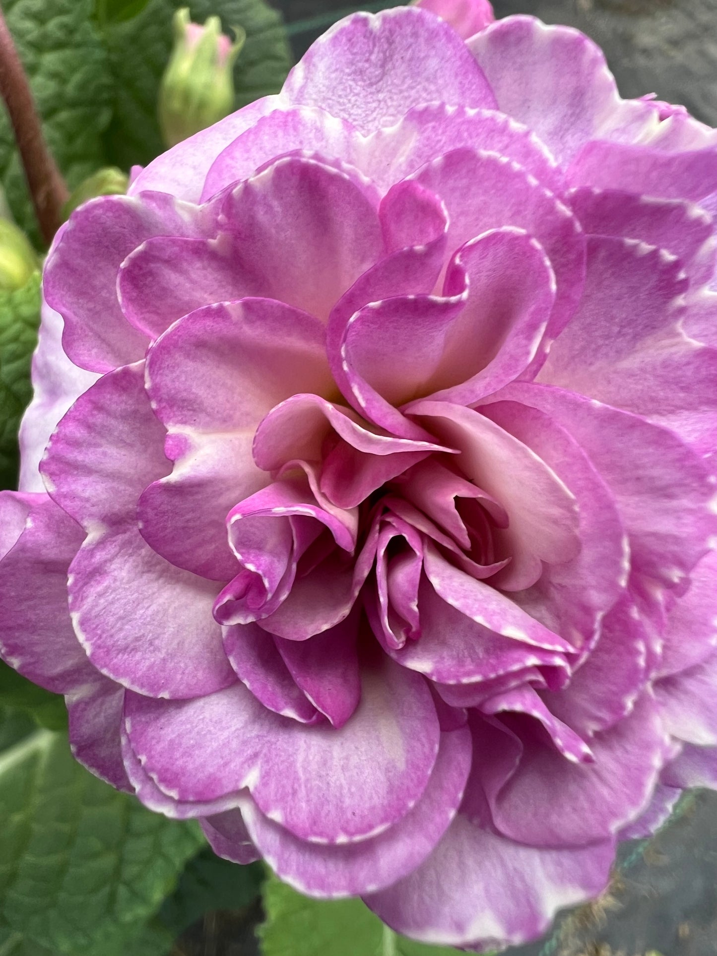x1 Primula Polyanthus Double Pretty Polly Soft Pink - 17cm/2Litre