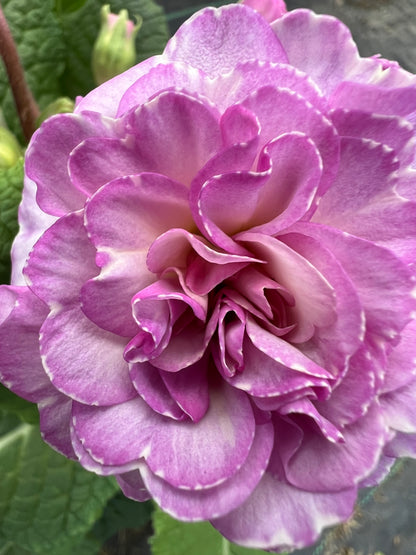 x1 Primula Polyanthus Double Pretty Polly Soft Pink - 17cm/2Litre