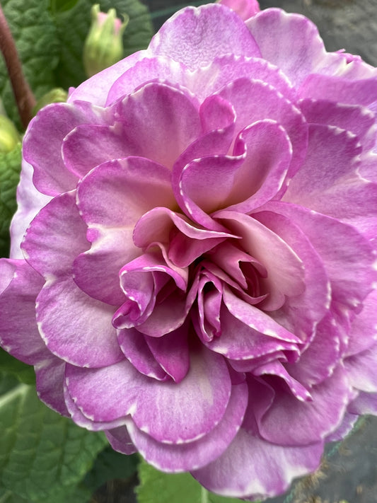 x1 Primula Polyanthus Double Pretty Polly Soft Pink - 17cm/2Litre