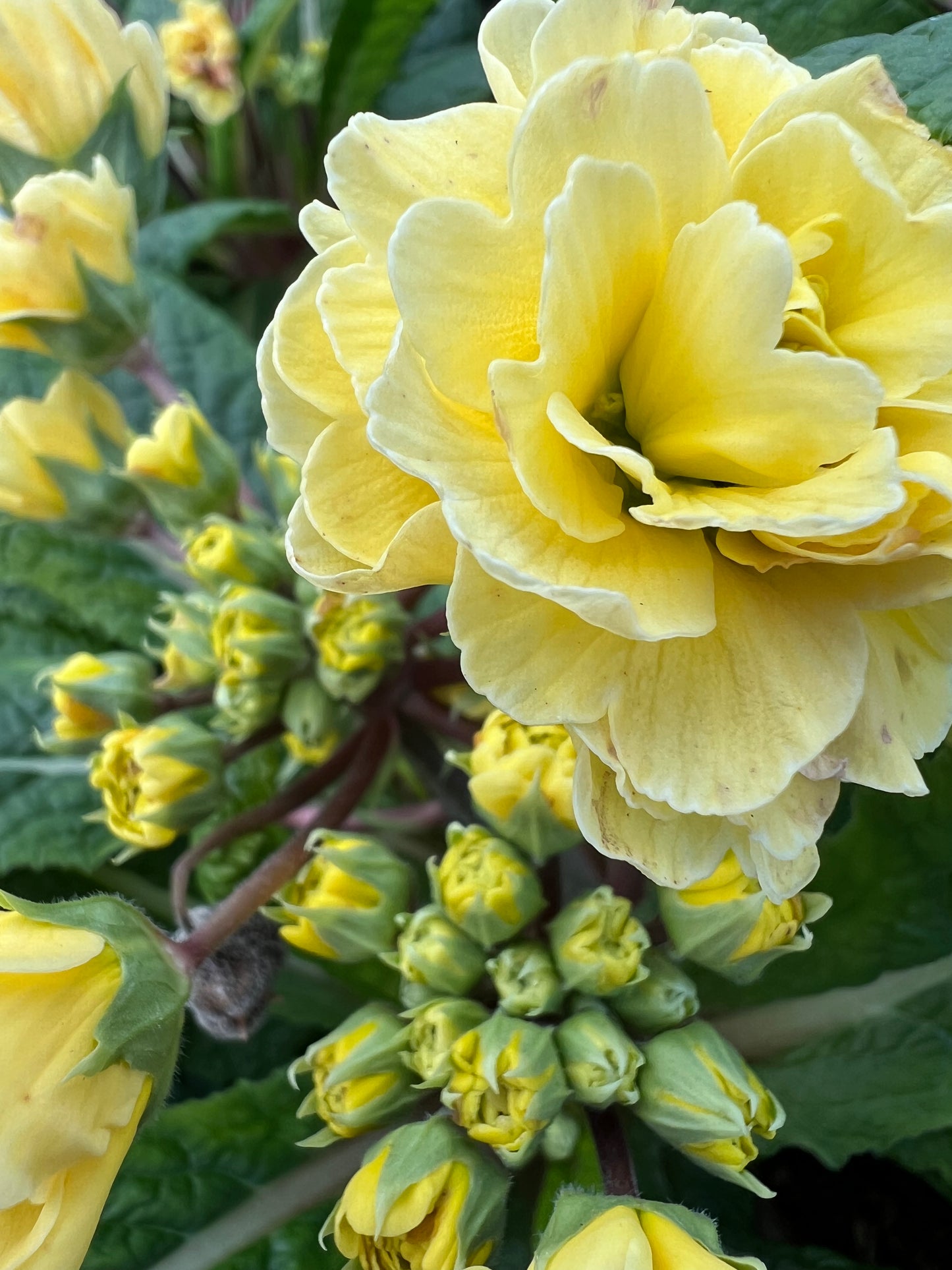 x1 Primula Polyanthus Double Pretty Polly Buttercream - 17cm/2Litre