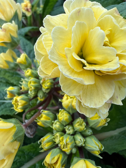 x1 Primula Polyanthus Double Pretty Polly Buttercream - 17cm/2Litre