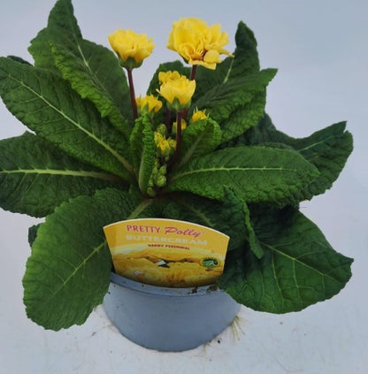 x1 Primula Polyanthus Double Pretty Polly Buttercream - 17cm/2Litre