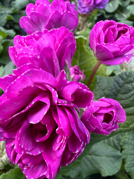 x1 Primula Polyanthus Double Pretty Polly Deep Lilac - 17cm/2Litre
