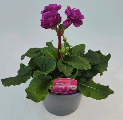x1 Primula Polyanthus Double Pretty Polly Deep Lilac - 17cm/2Litre