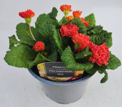 x1 Primula Polyanthus Romance - 19cm/3Litre