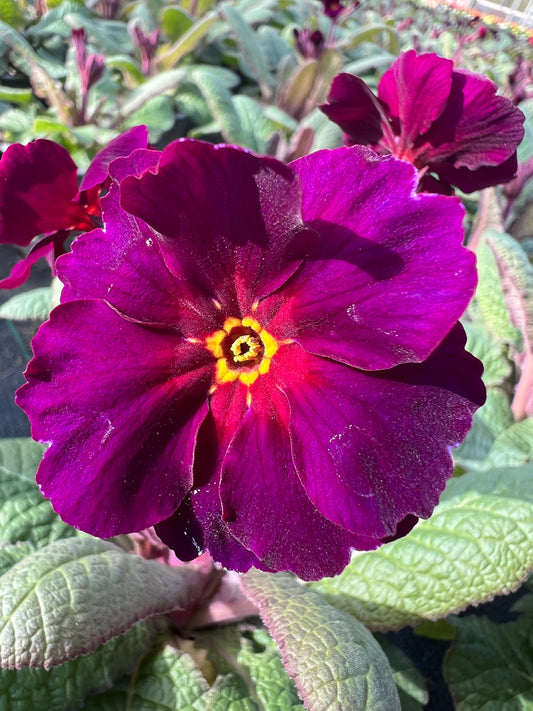 x3 Primula Polyanthus Neon Violet 10.5cm