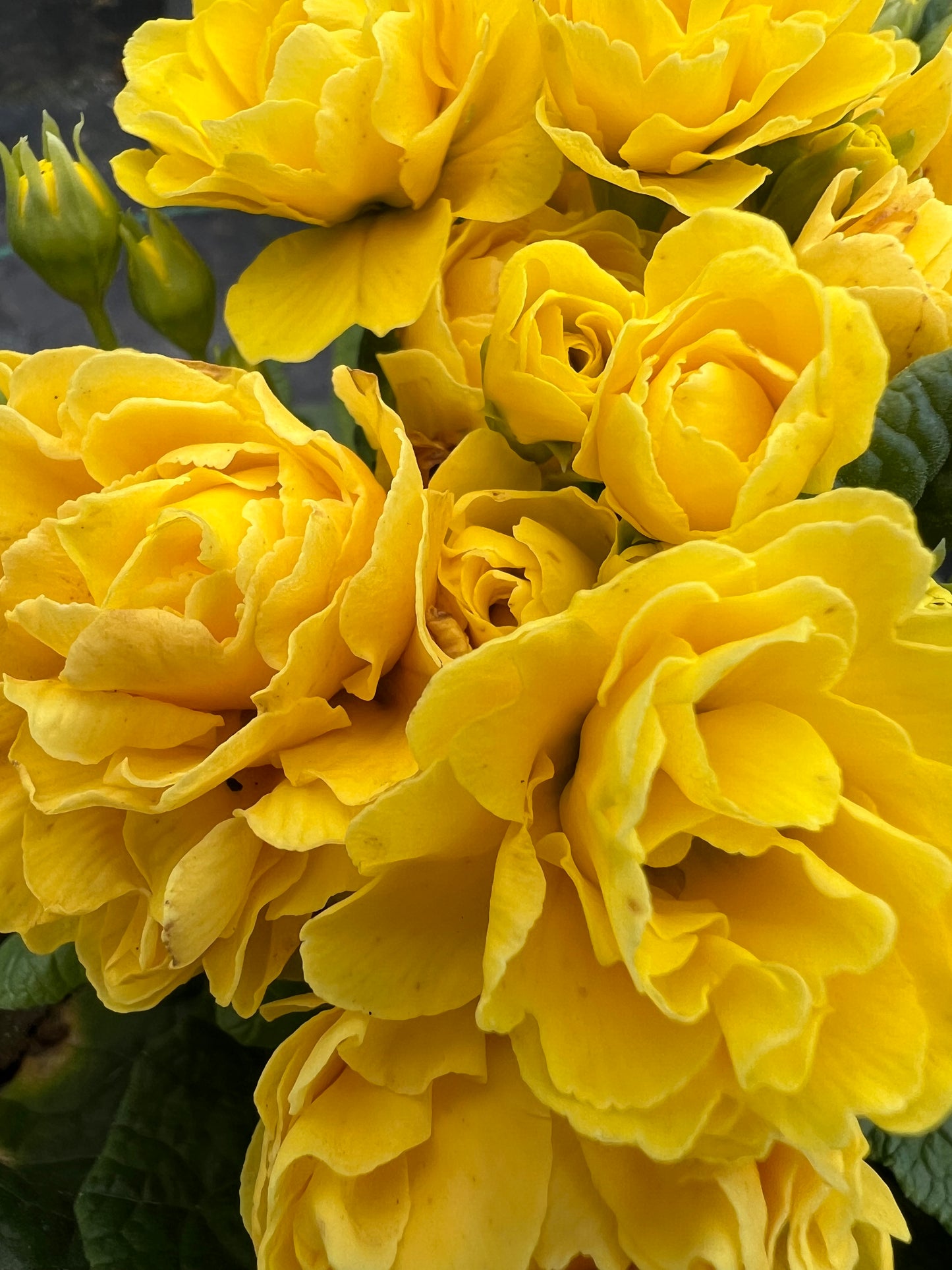 x1 Primula Polyanthus Sunny Yellow - 17cm/2Litre