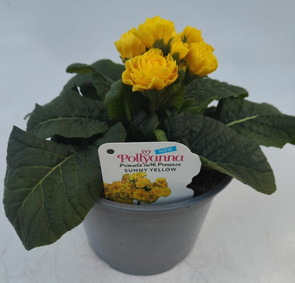 x1 Primula Polyanthus Sunny Yellow - 17cm/2Litre