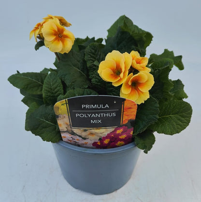 x1 Primula Polyanthus Sunshine - 19cm/3Litre