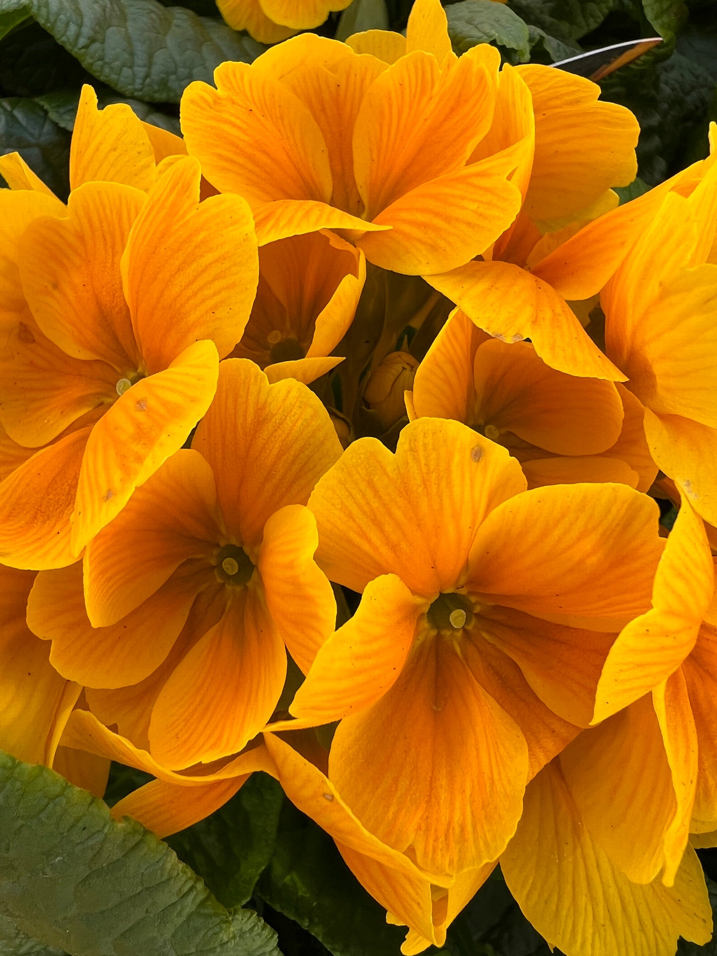 x1 Primula Polyanthus Sunshine - 19cm/3Litre