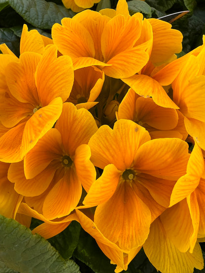 x1 Primula Polyanthus Sunshine - 19cm/3Litre