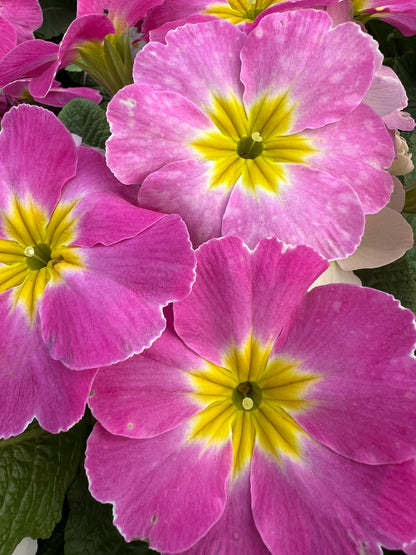 x1 Primula Polyanthus Sweet 16 19cm/3Litre