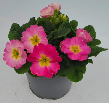x1 Primula Polyanthus Sweet 16 19cm/3Litre