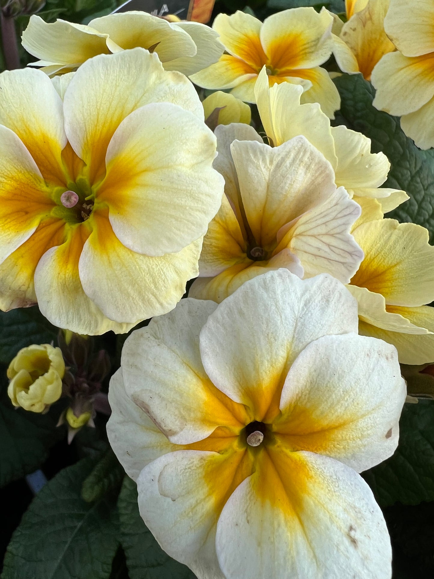 x1 Primula Polyanthus Veris Lime Orange - 19cm/3Litre