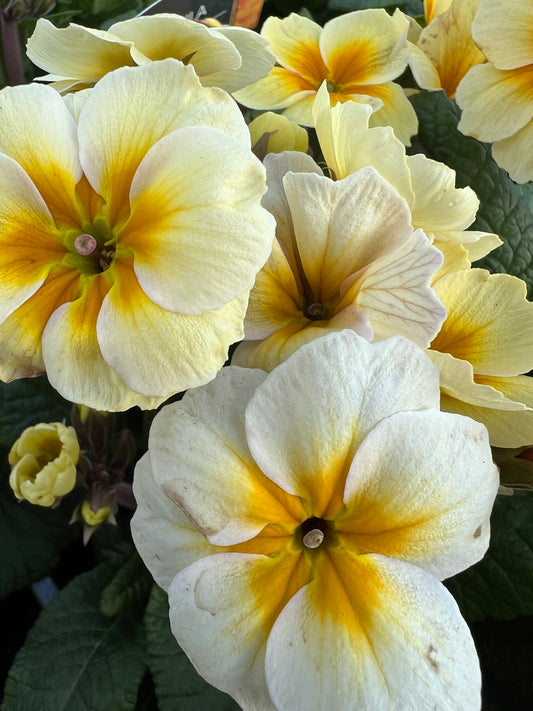 x1 Primula Polyanthus Veris Lime Orange - 19cm/3Litre