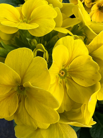 x1 Primula Polyanthus Yellow - 19cm/3Litre