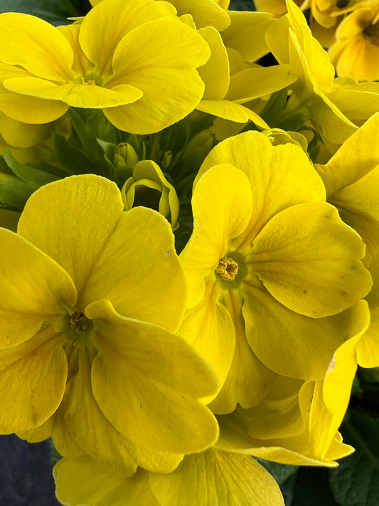 x1 Primula Polyanthus Yellow - 19cm/3Litre