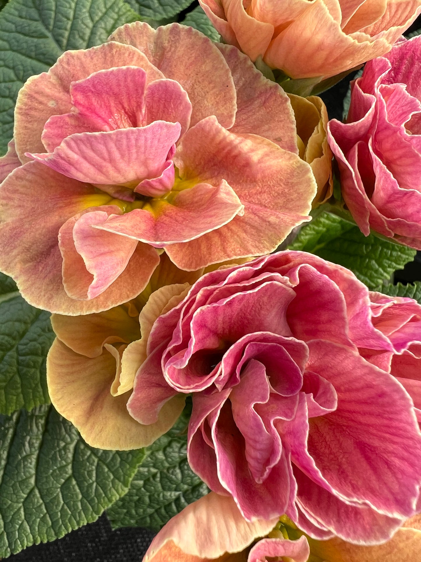 x2 Primula Primrose Rubens Antique Rose 13cm/1Ltr