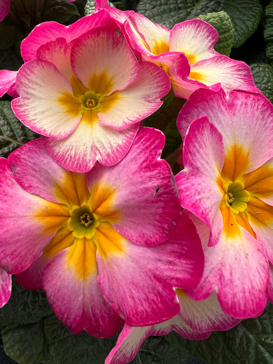 x2 Primula Primrose Scentsation Blueberry Ripple 13cm/1Ltr
