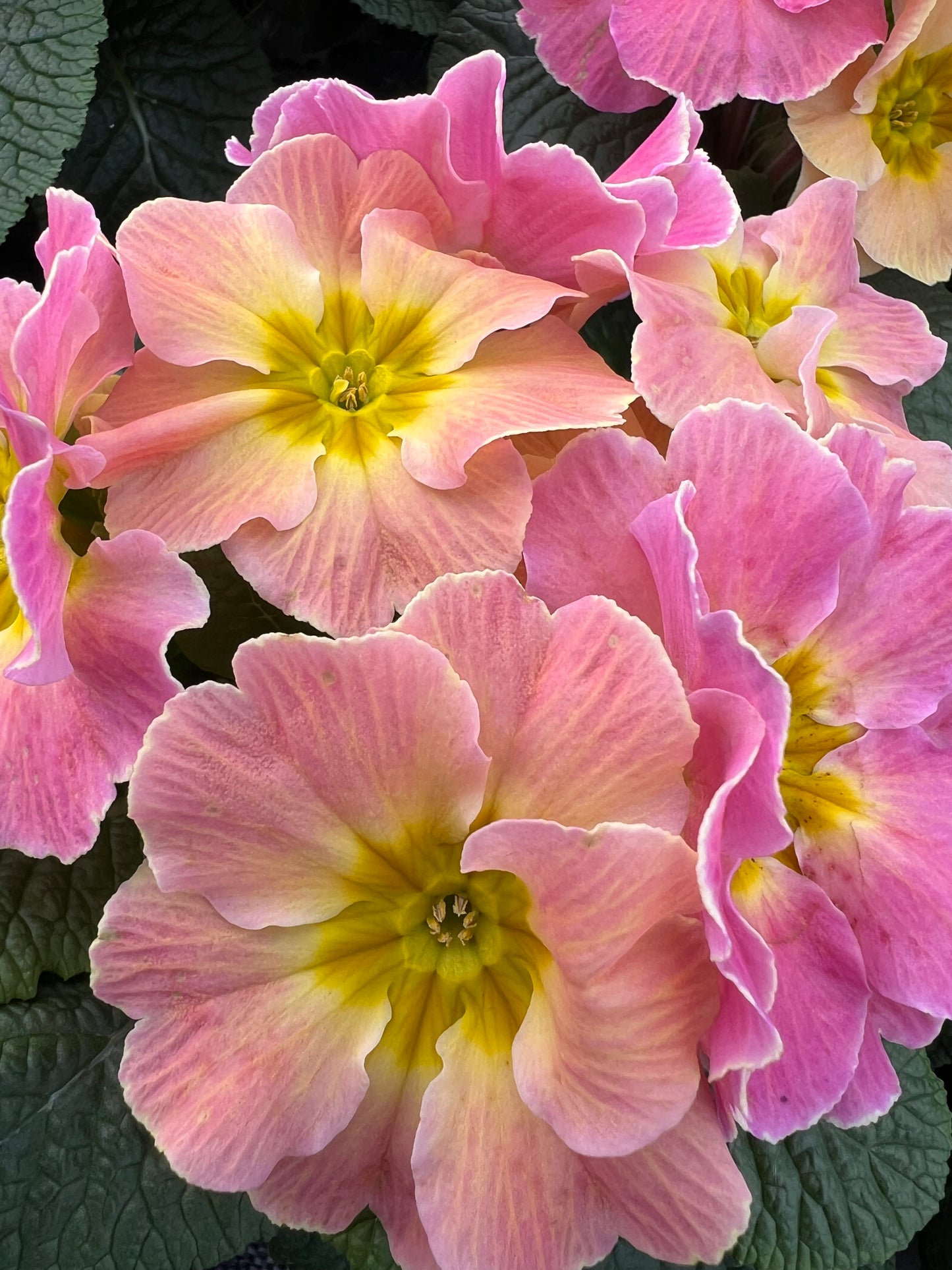 x2 Primula Primrose Chameleon 13cm/1Ltr