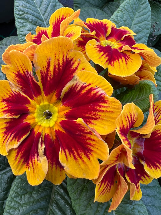 x2 Primula Primrose Marietta 13cm/1Ltr