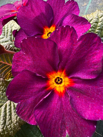x2 Primula Primrose Obsidian Antique Rose 13cm/1Ltr