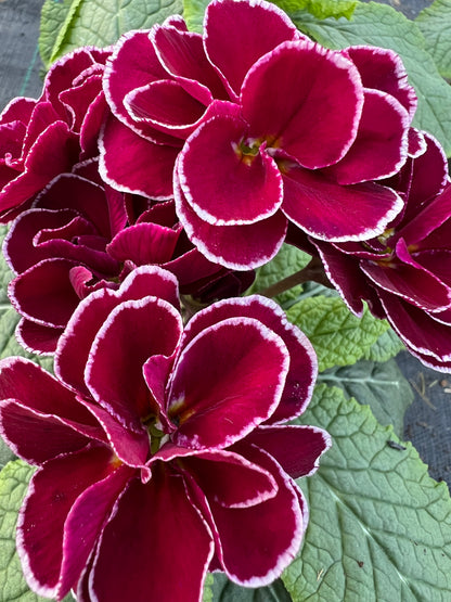 x2 Primula Primrose Queen Burgundy 13cm/1Ltr