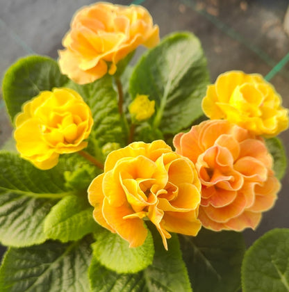 x2 Primula Primrose Queen Mandarin 13cm/1Ltr