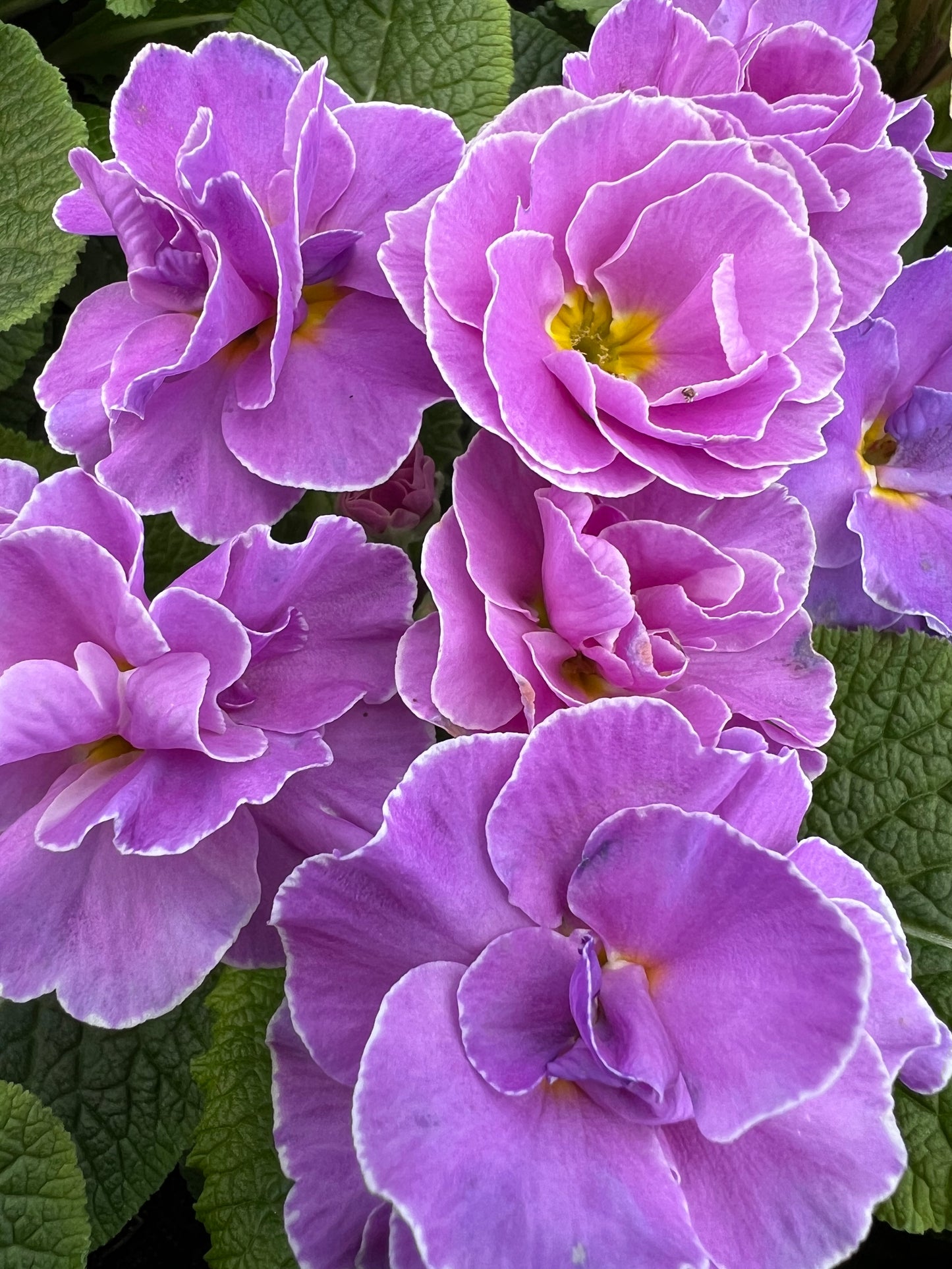 x2 Primula Primrose Queen Neon Violet 13cm/1Ltr