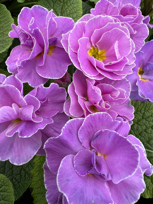 x2 Primula Primrose Queen Neon Violet 13cm/1Ltr
