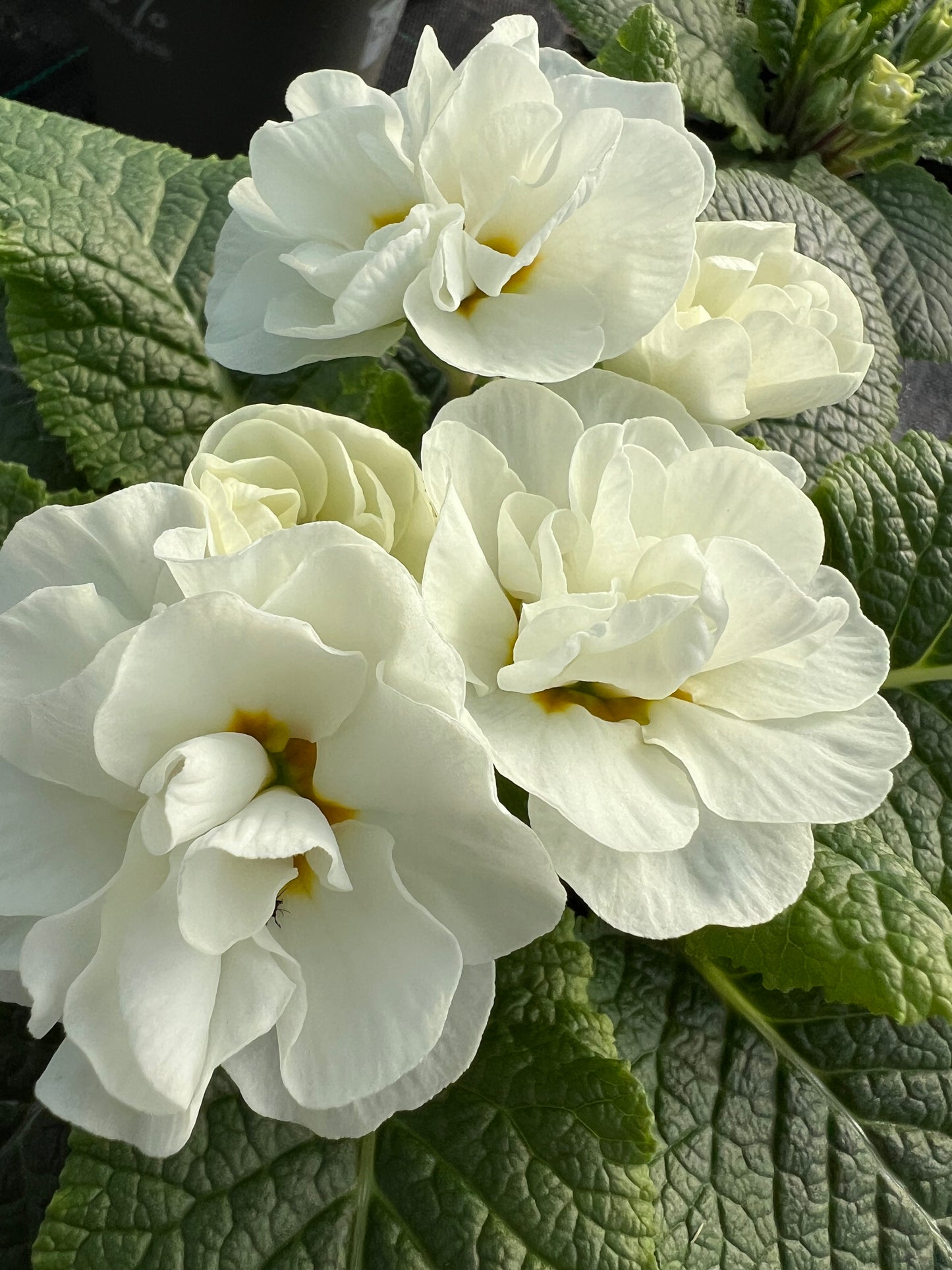 x2 Primula Primrose Queen White 13cm/1Ltr