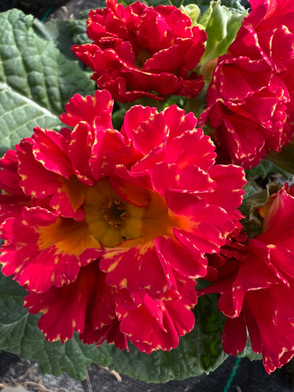 x2 Primula Primrose Romance 13cm/1Ltr