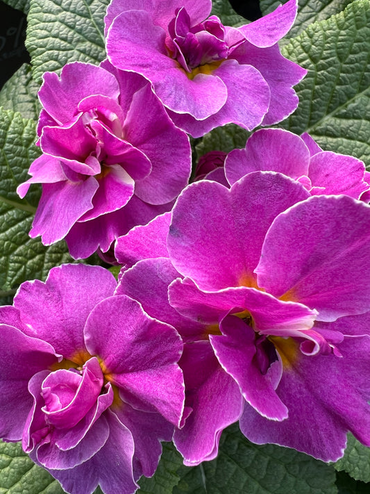 x2 Primula Primrose Rubens Lavender Blue 13cm/1Ltr