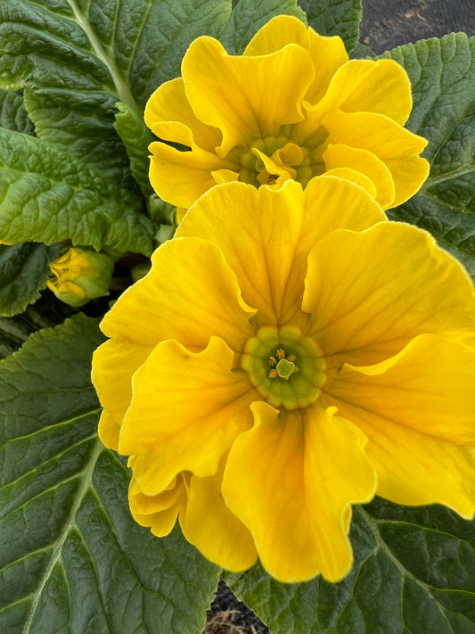 x2 Primula Primrose Rubens Yellow 13cm/1Ltr
