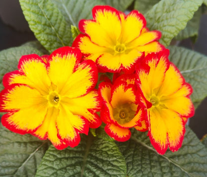 x2 Primula Primrose Scentsation Red Cream 13cm/1Ltr