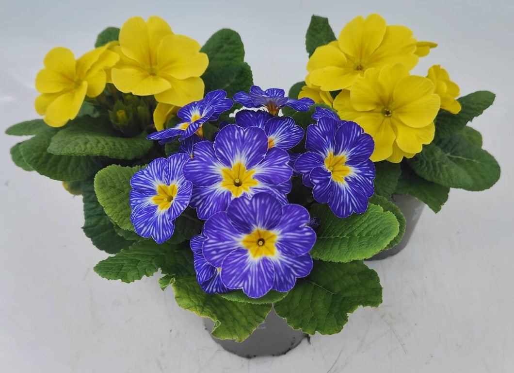 x3 Primula Primrose Spring Sunshine Mix 10.5cm
