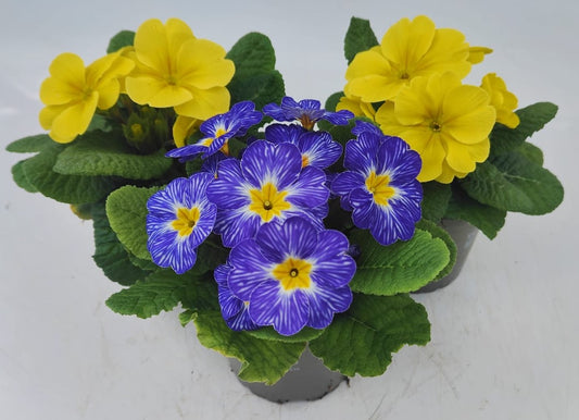x3 Primula Primrose Spring Sunshine Mix 10.5cm