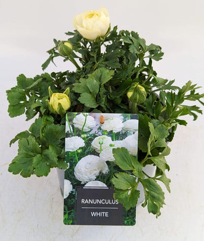 x1 Ranunculus Vortex White 19cm/3Ltr