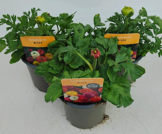 x3 Ranunculus Mix 10.5cm/9cm