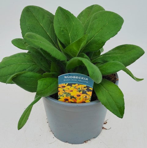 x1 Rudbeckia Rudy Mini Yellow 19cm/3Litre