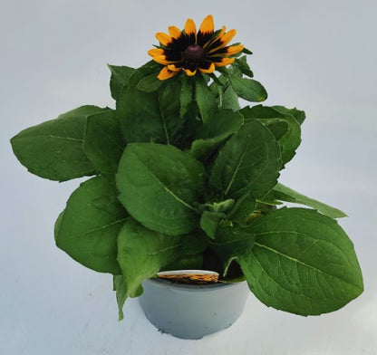 x1 Rudbeckia Rudy Mini Yellow Back 19cm/3Litre
